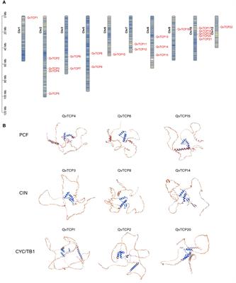 Genome-wide identification of TCP transcription factors and their potential roles in hydrolyzable tannin production in Quercus variabilis cupule